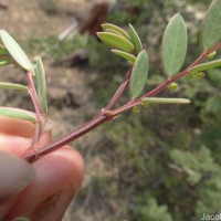 Synostemon bacciformis (L.) G.L.Webster